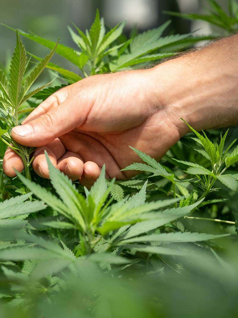 person holding green grass during daytime